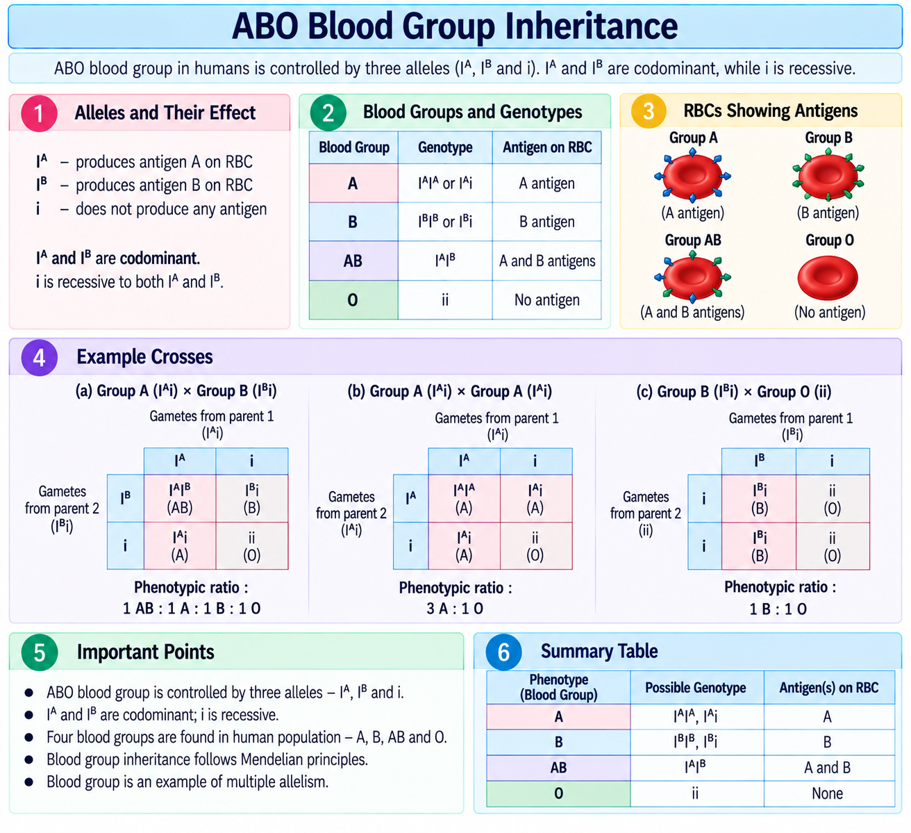 abo-blood-group-inheritance