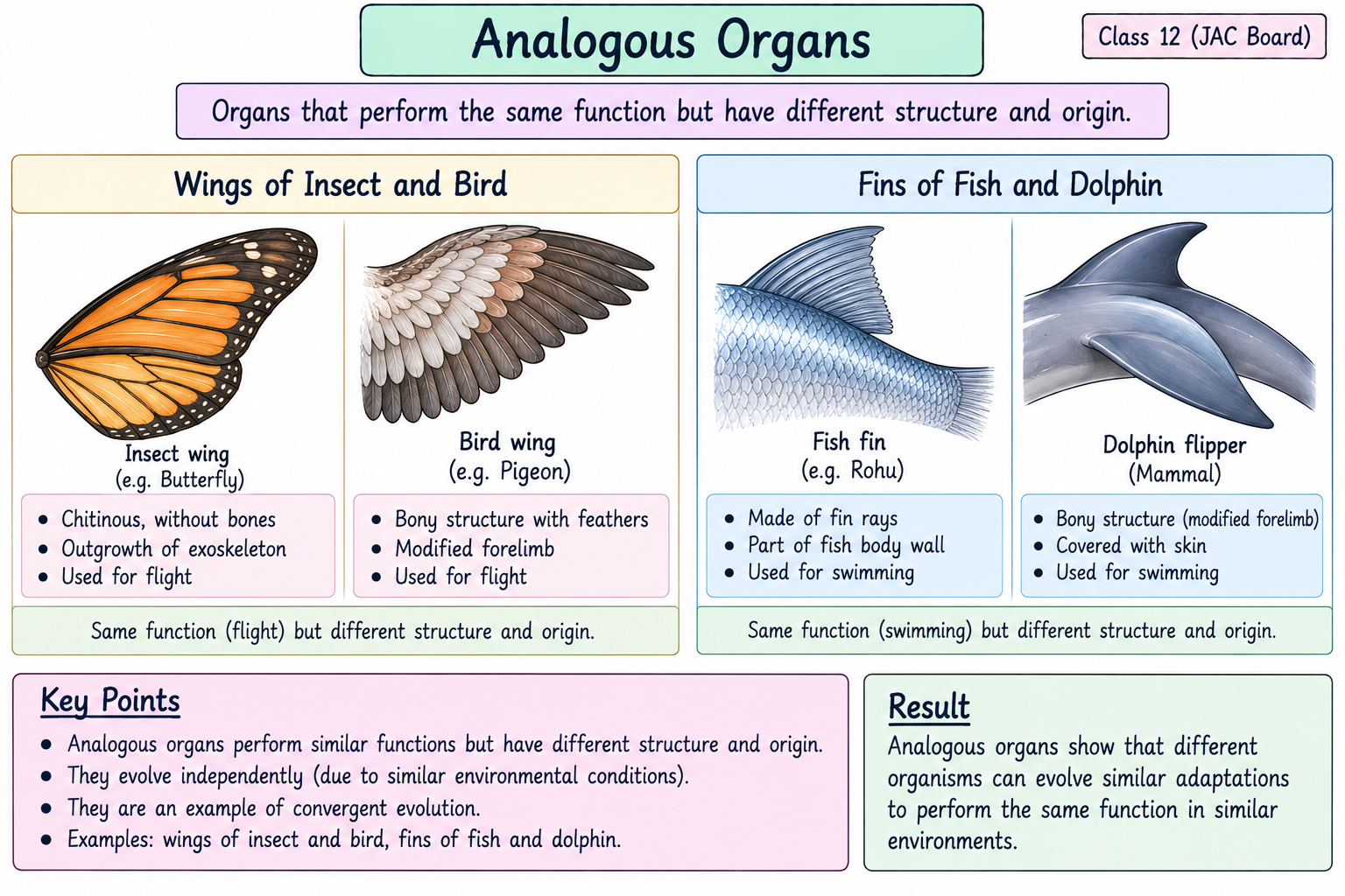 analogous-organs