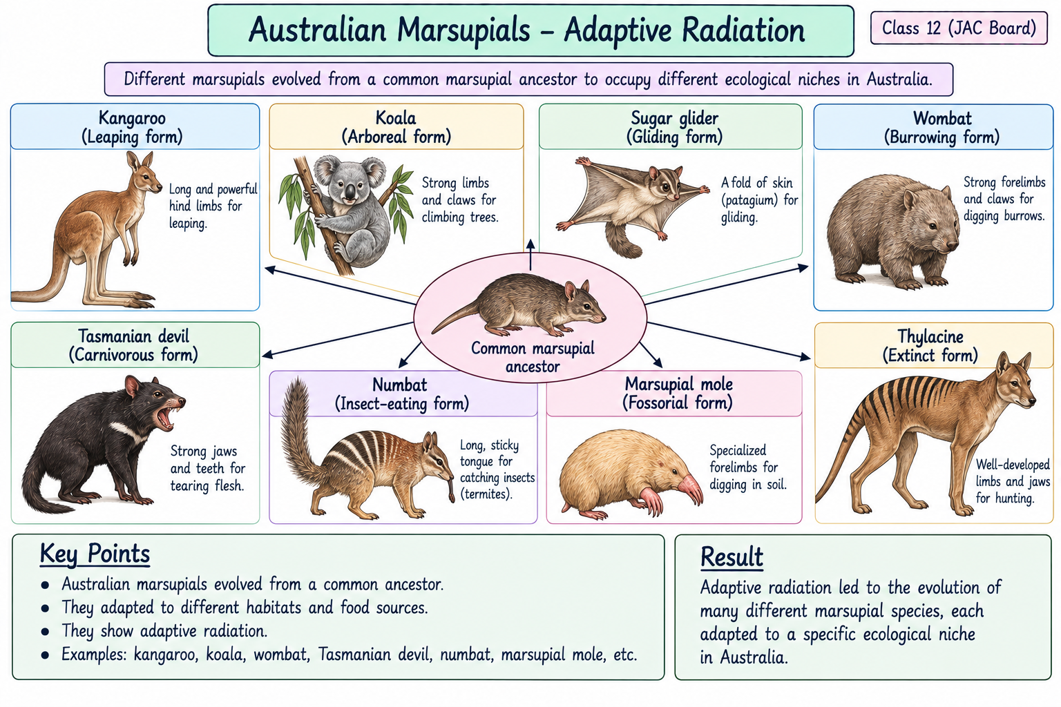 australian-marsupials-adaptive-radiation