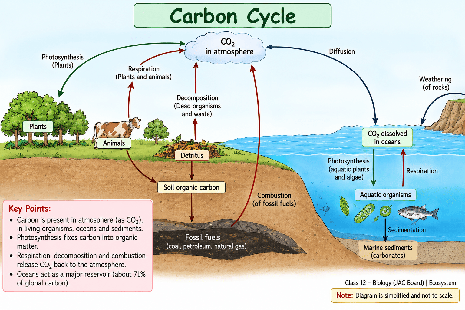 carbon-cycle