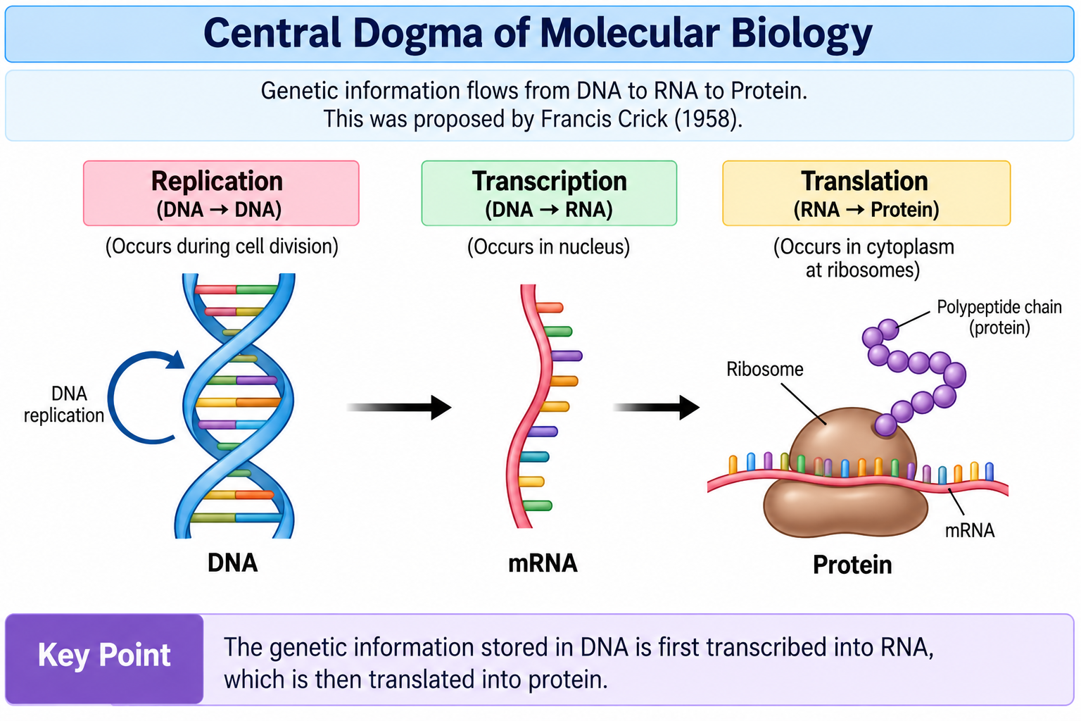 central-dogma
