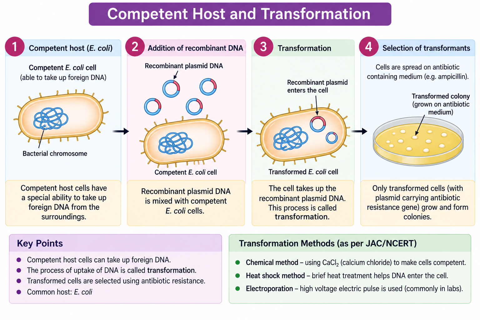 competent-host-transformation