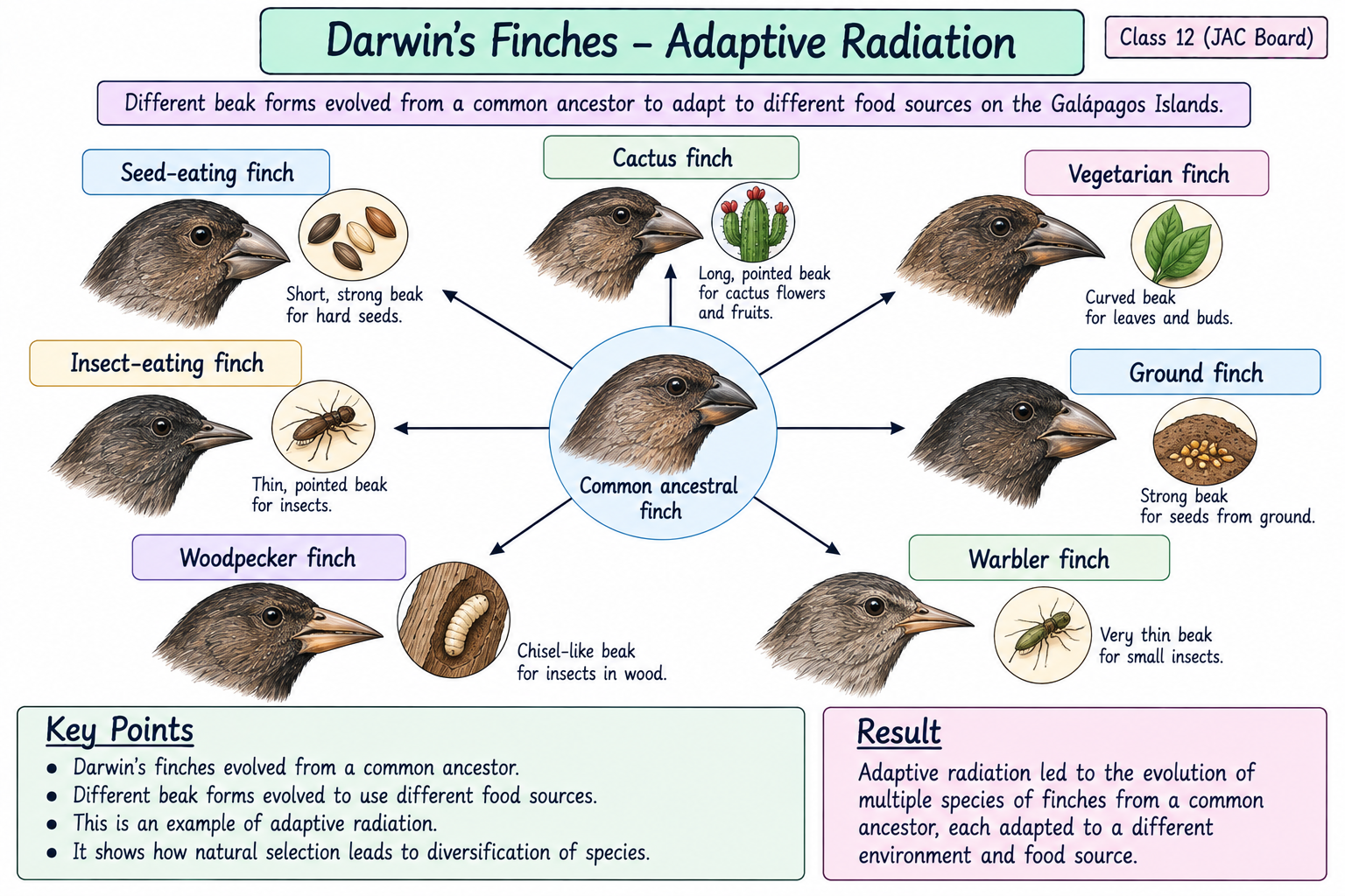 darwins-finches-adaptive-radiation