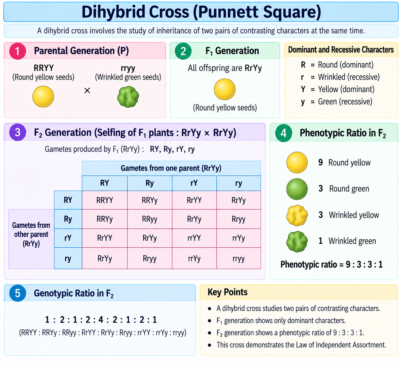 dihybrid-cross-punnett-square