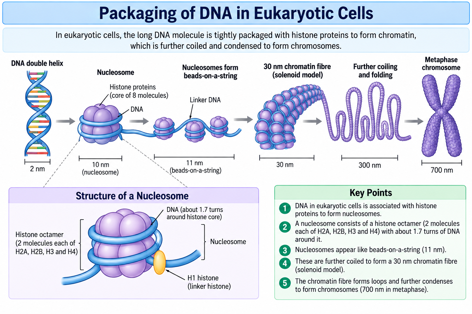 dna-packaging-nucleosome