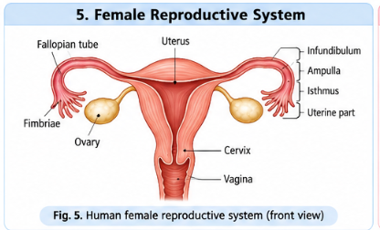 female-reproductive-system