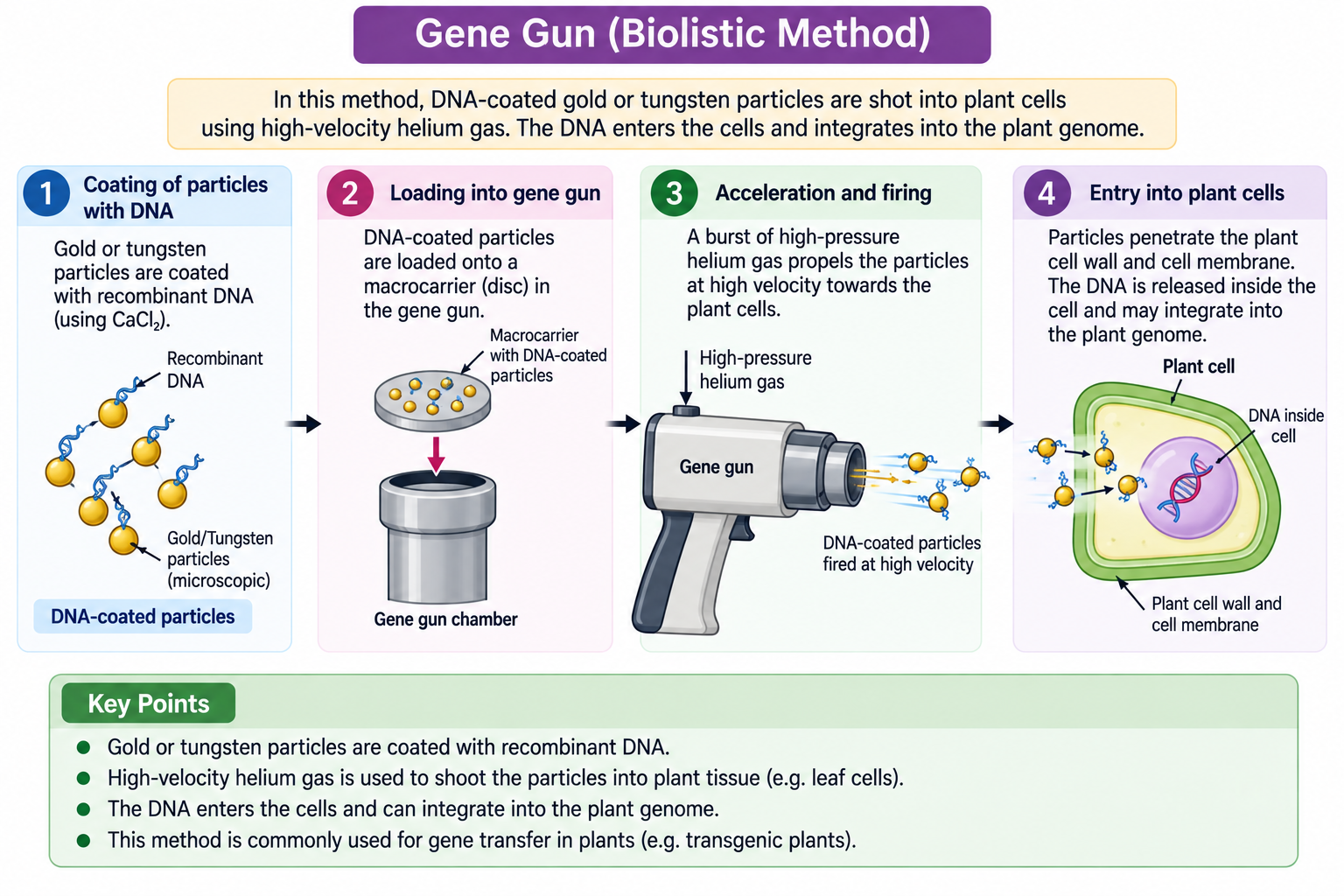 gene-gun-biological-method