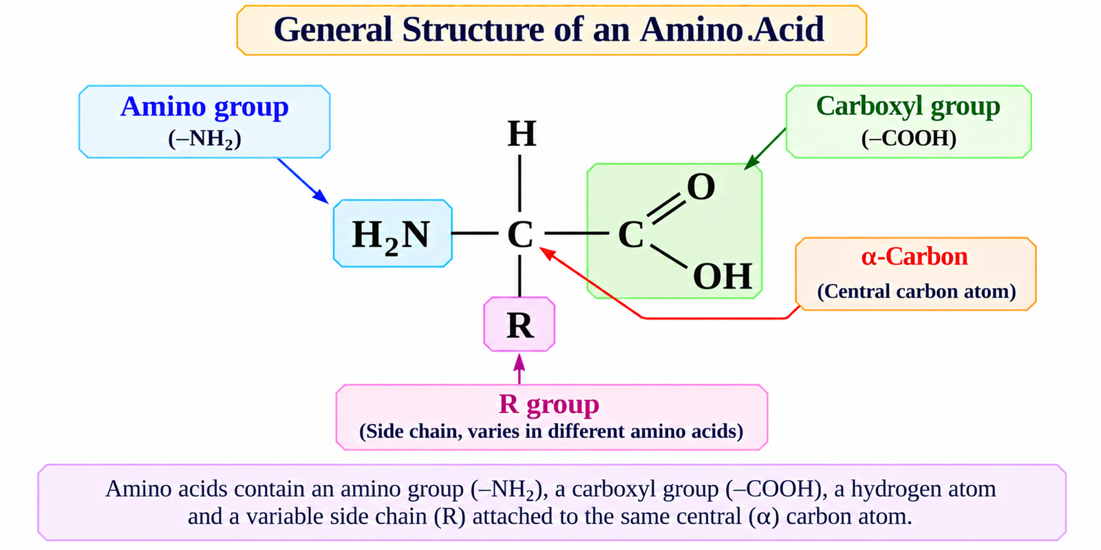 general-structure-of-amino-acid
