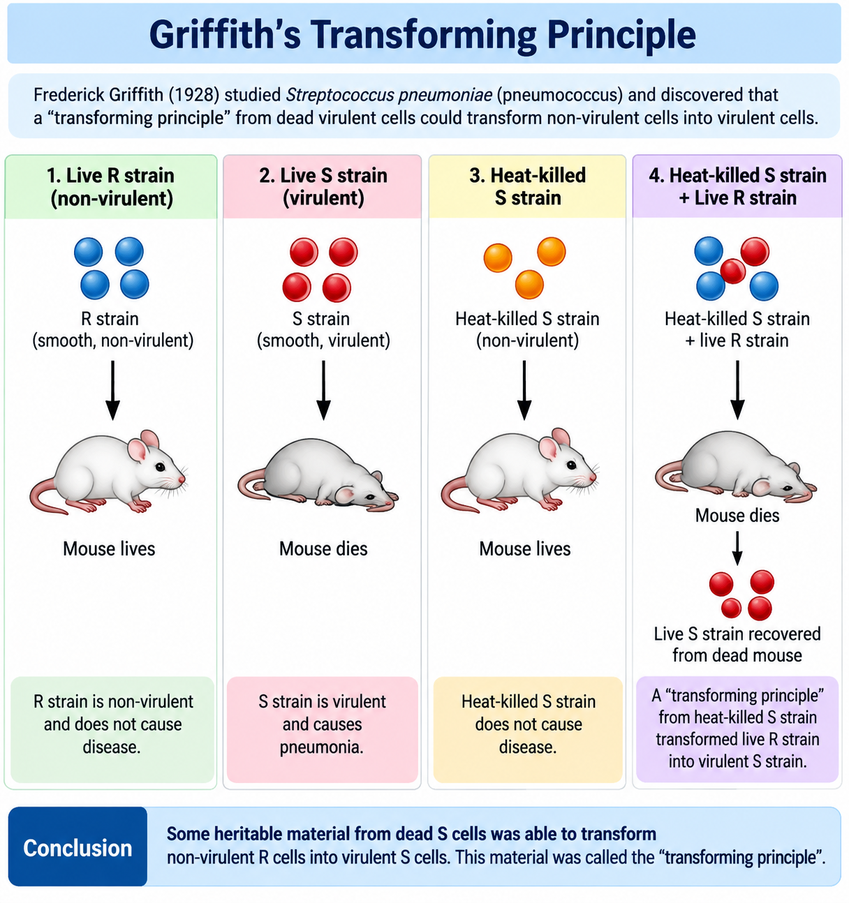 griffith-transforming-principle-updated