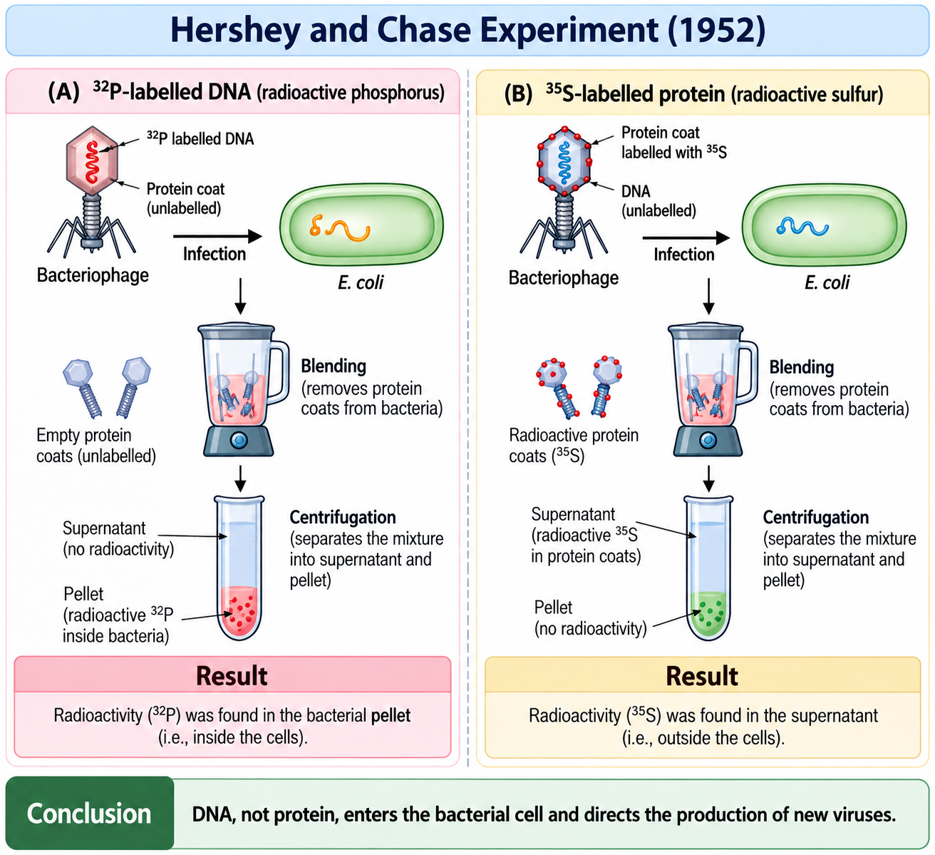 hershey-chase-experiment-updated