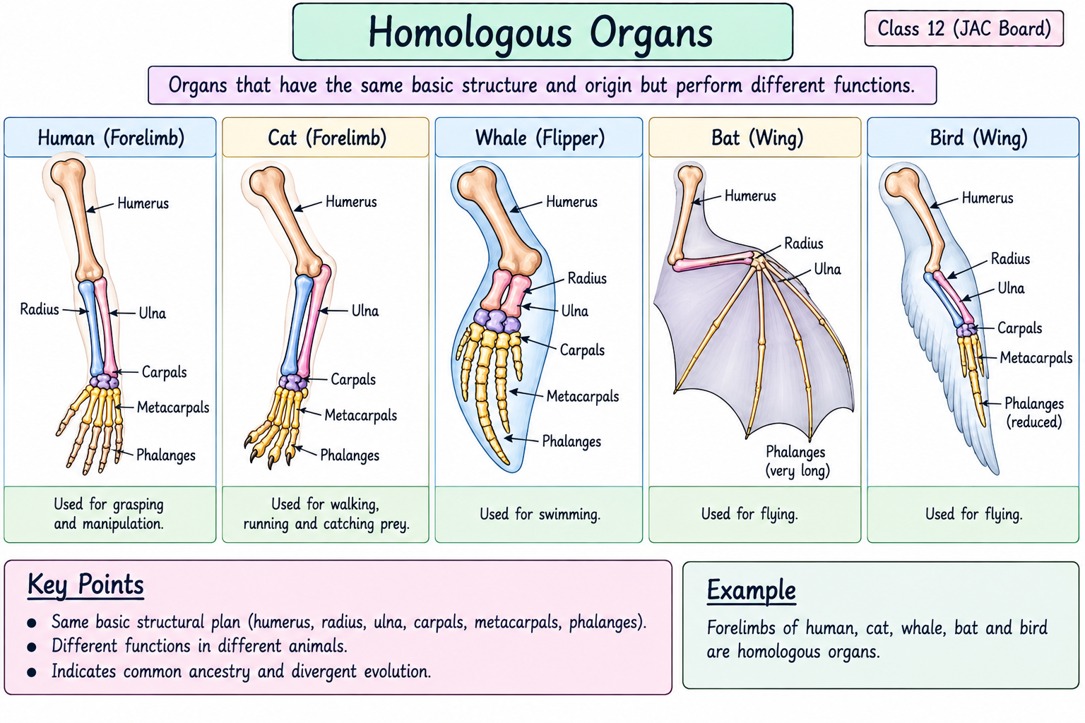 homologous-organs