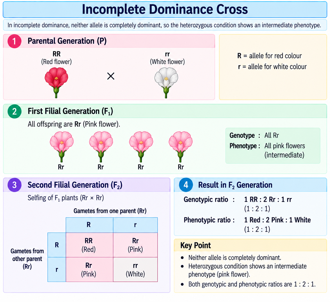 incomplete-dominance-cross