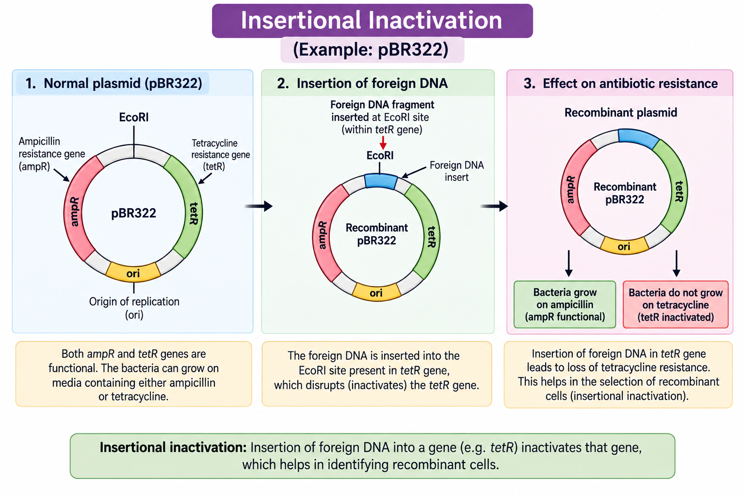 insertional-inactivation