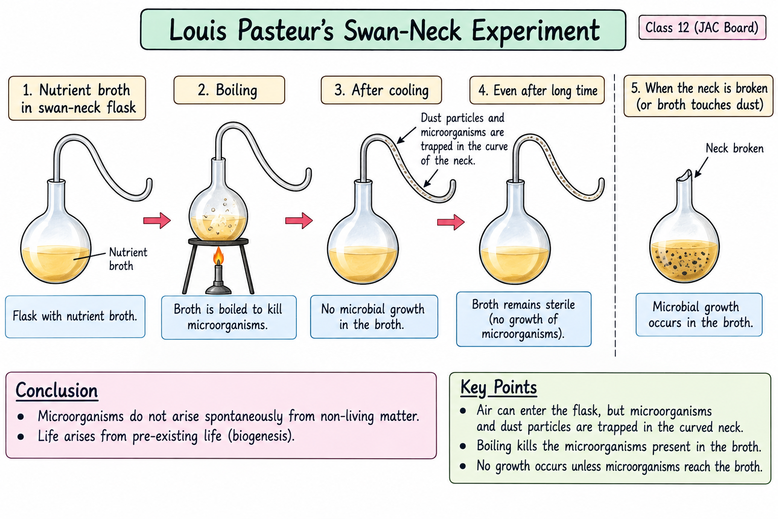 louis-pasteur-swan-neck-experiment