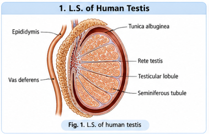 ls-human-testis