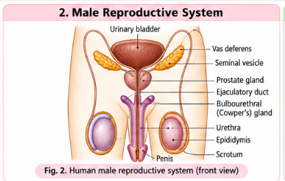 male-reproductive-system