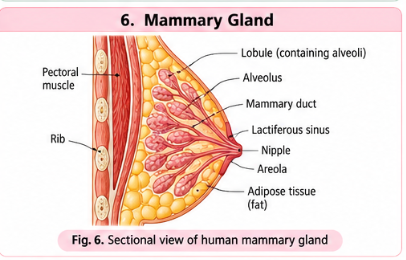 mammary-gland