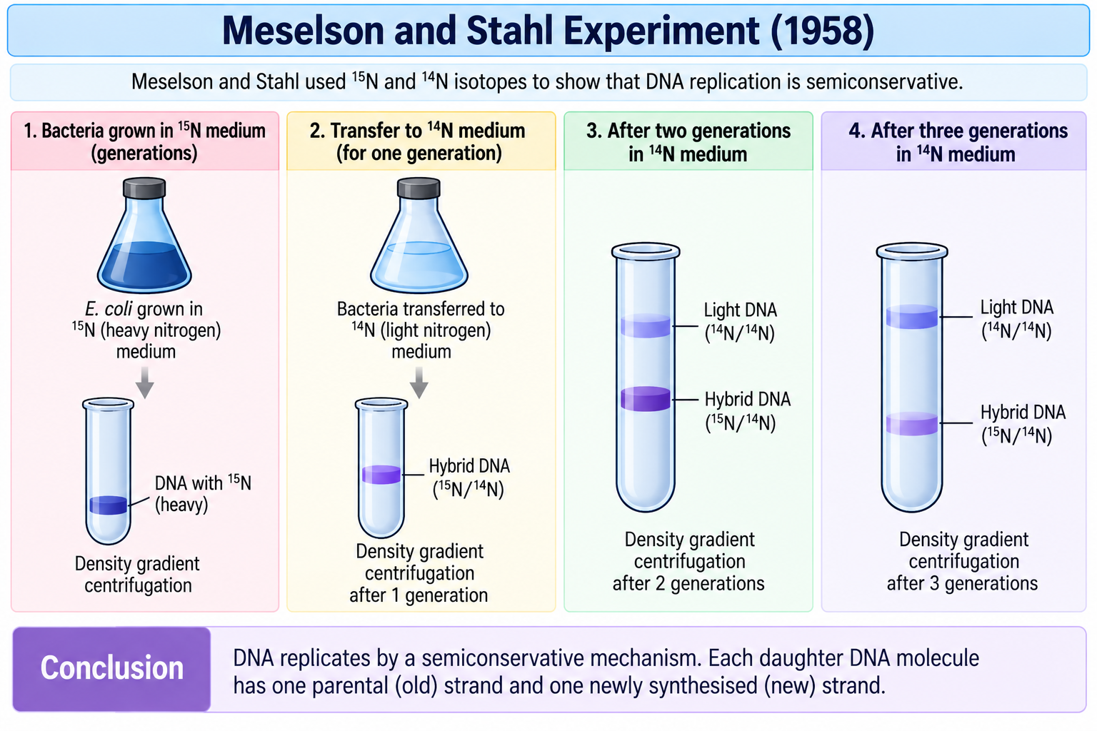 meselson-stahl-experiment
