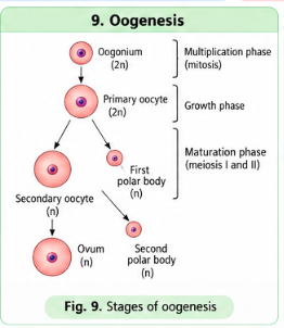 oogenesis