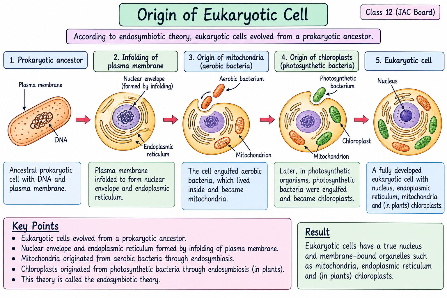 origin-of-eukaryotic-cell