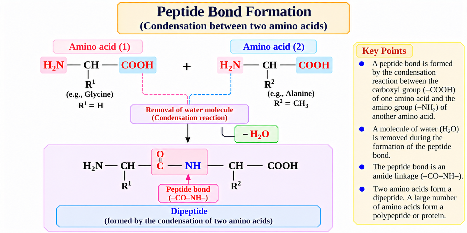 peptide-bond-formation