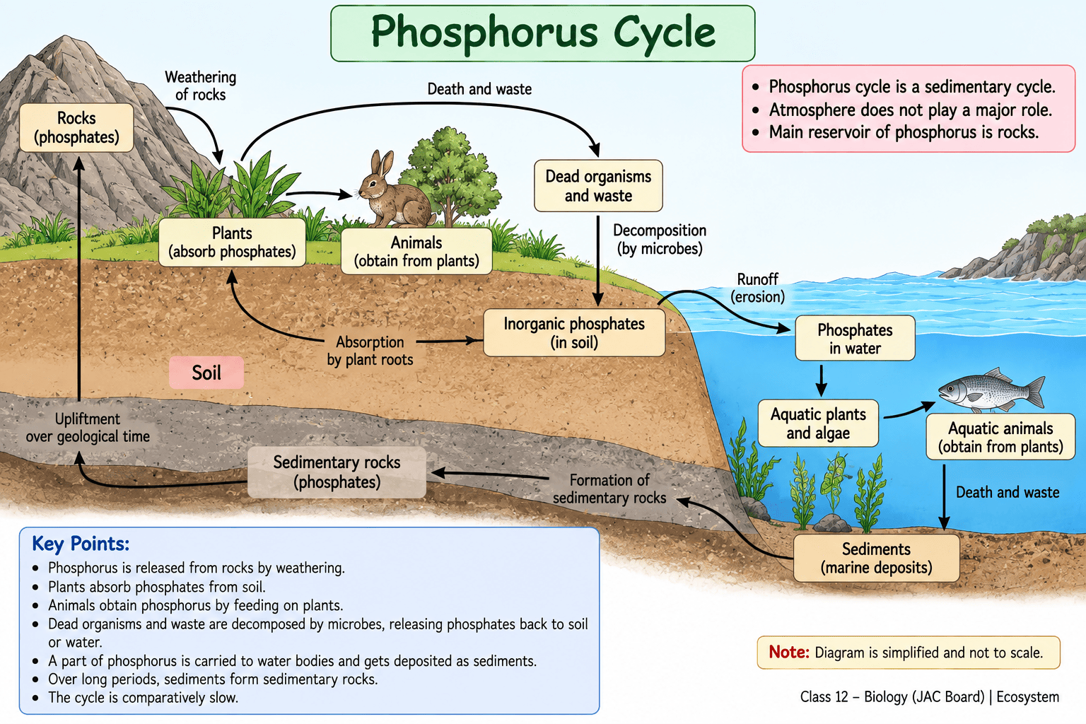 phosphorus-cycle