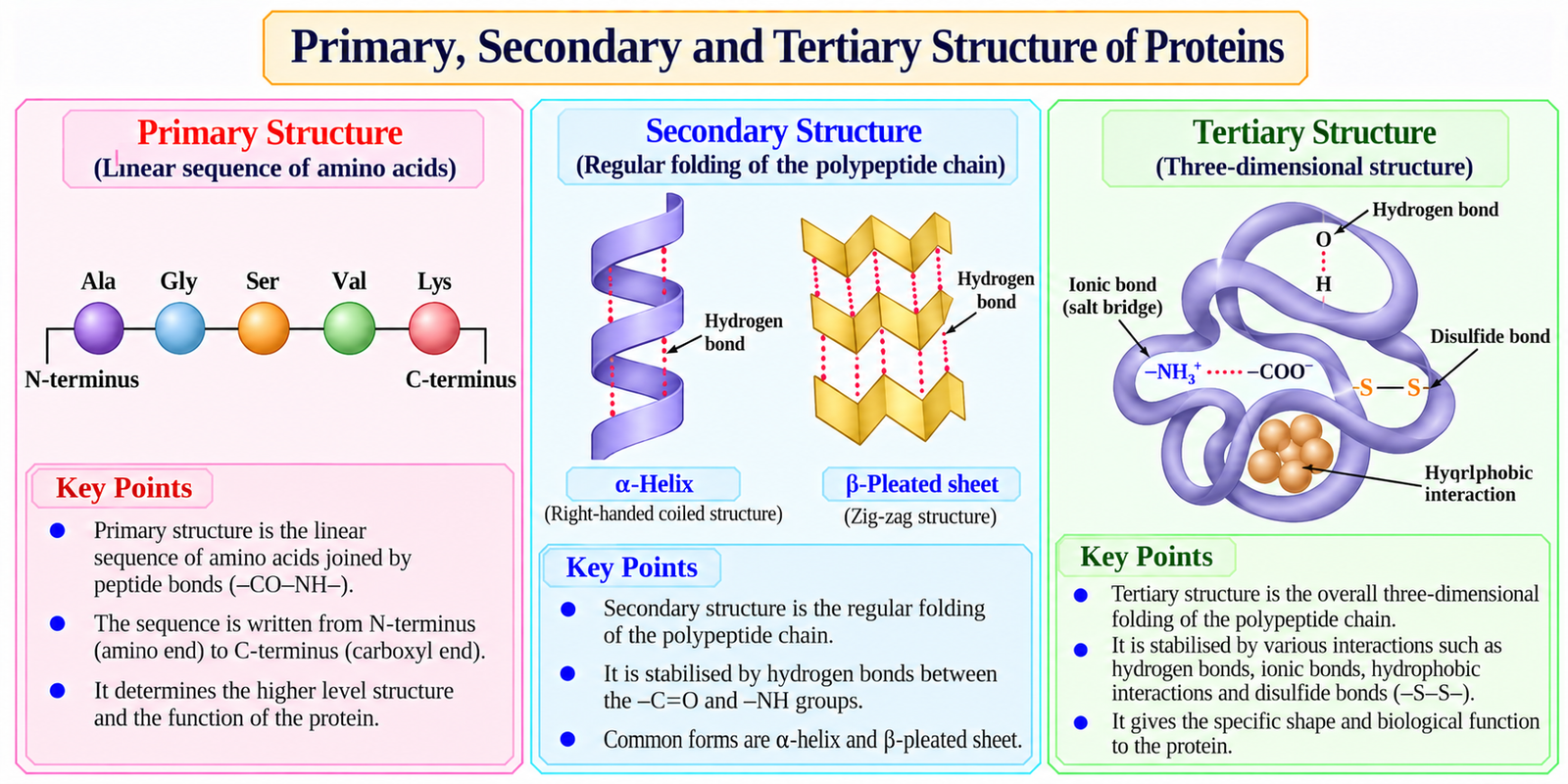 primary-secondary-tertiary-protein-structure