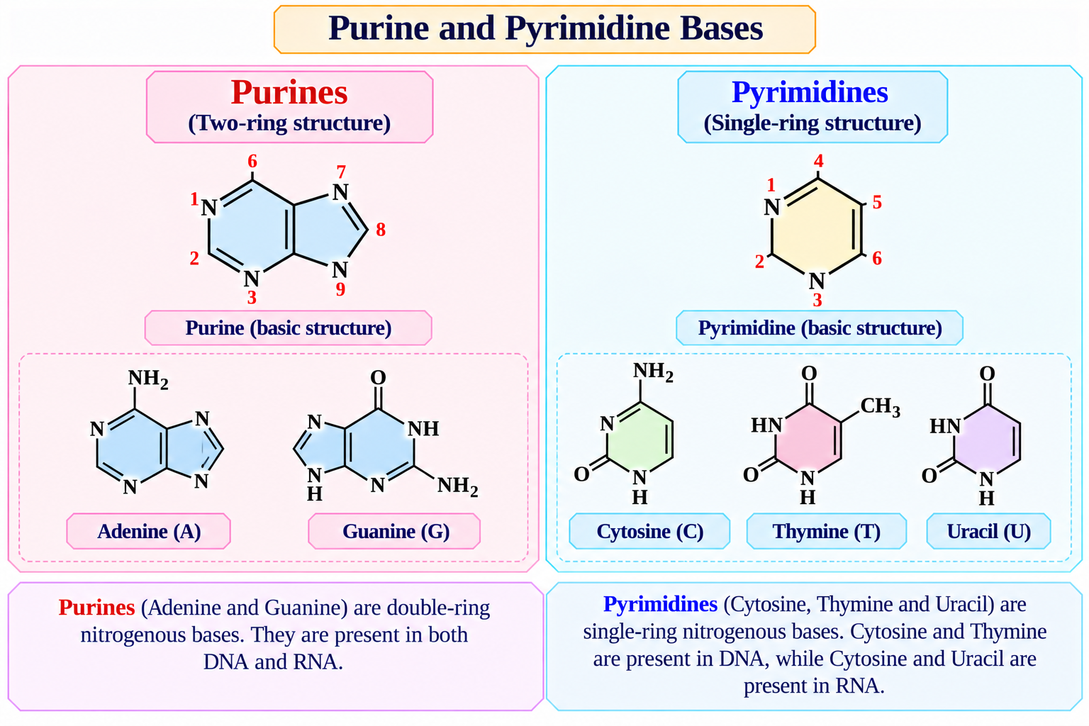 purine-and-pyrimidine-bases