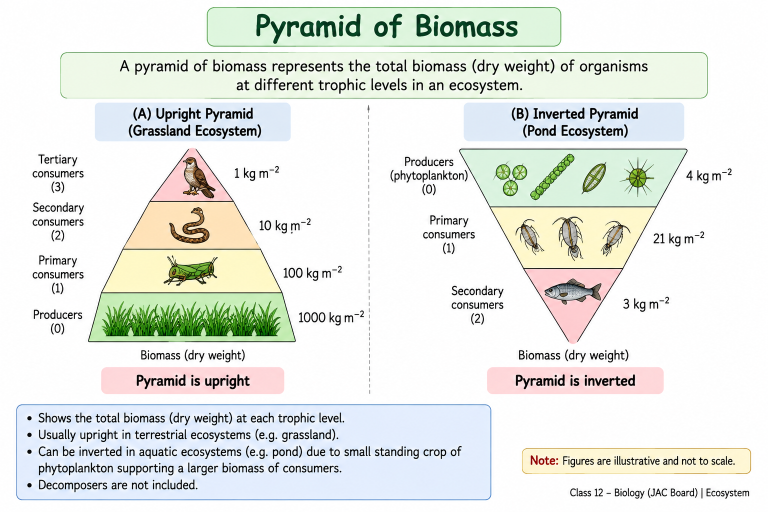 pyramid-of-biomass