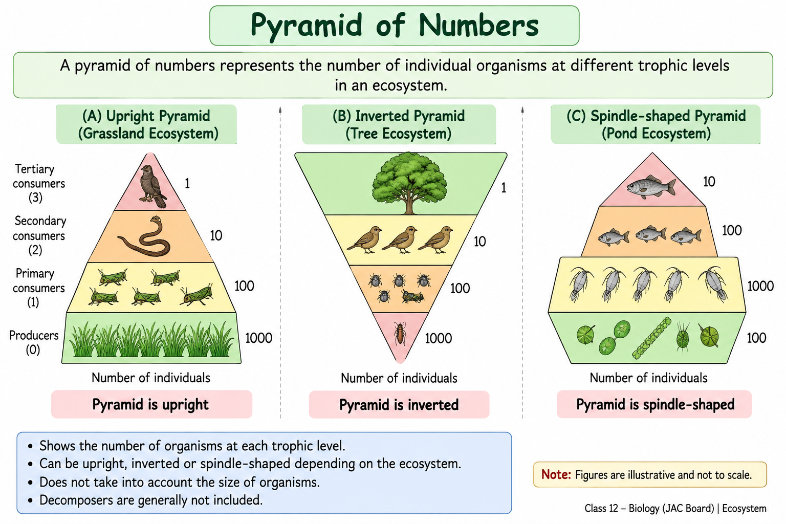 pyramid-of-numbers