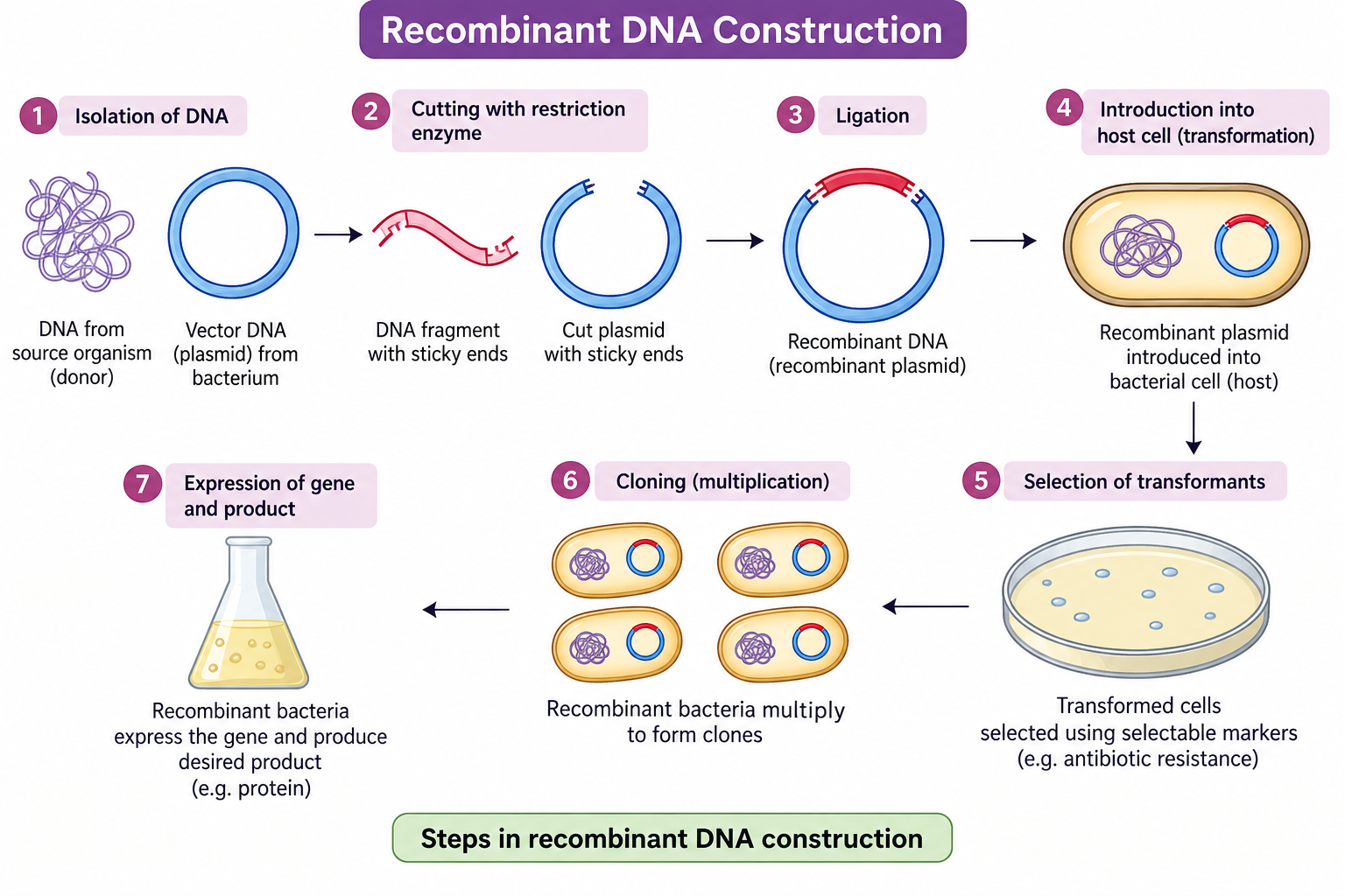 recombinant-dna-construction