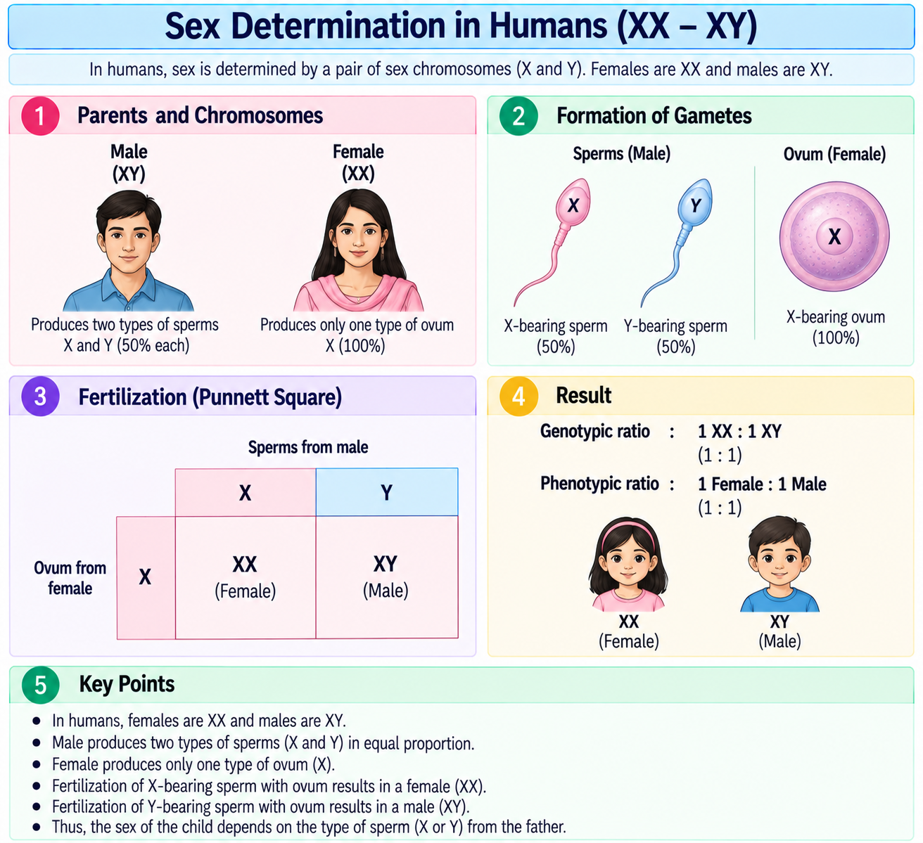 sex-determination-xx-xy