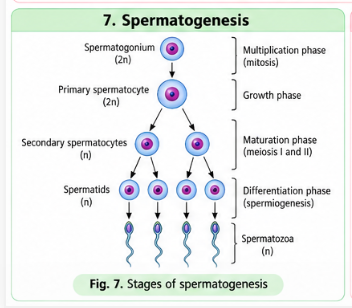 spermatogenesis