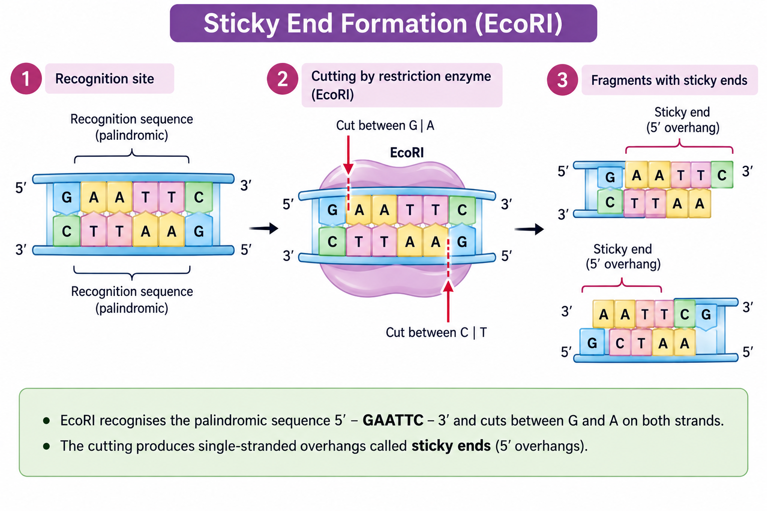 sticky-end-formation