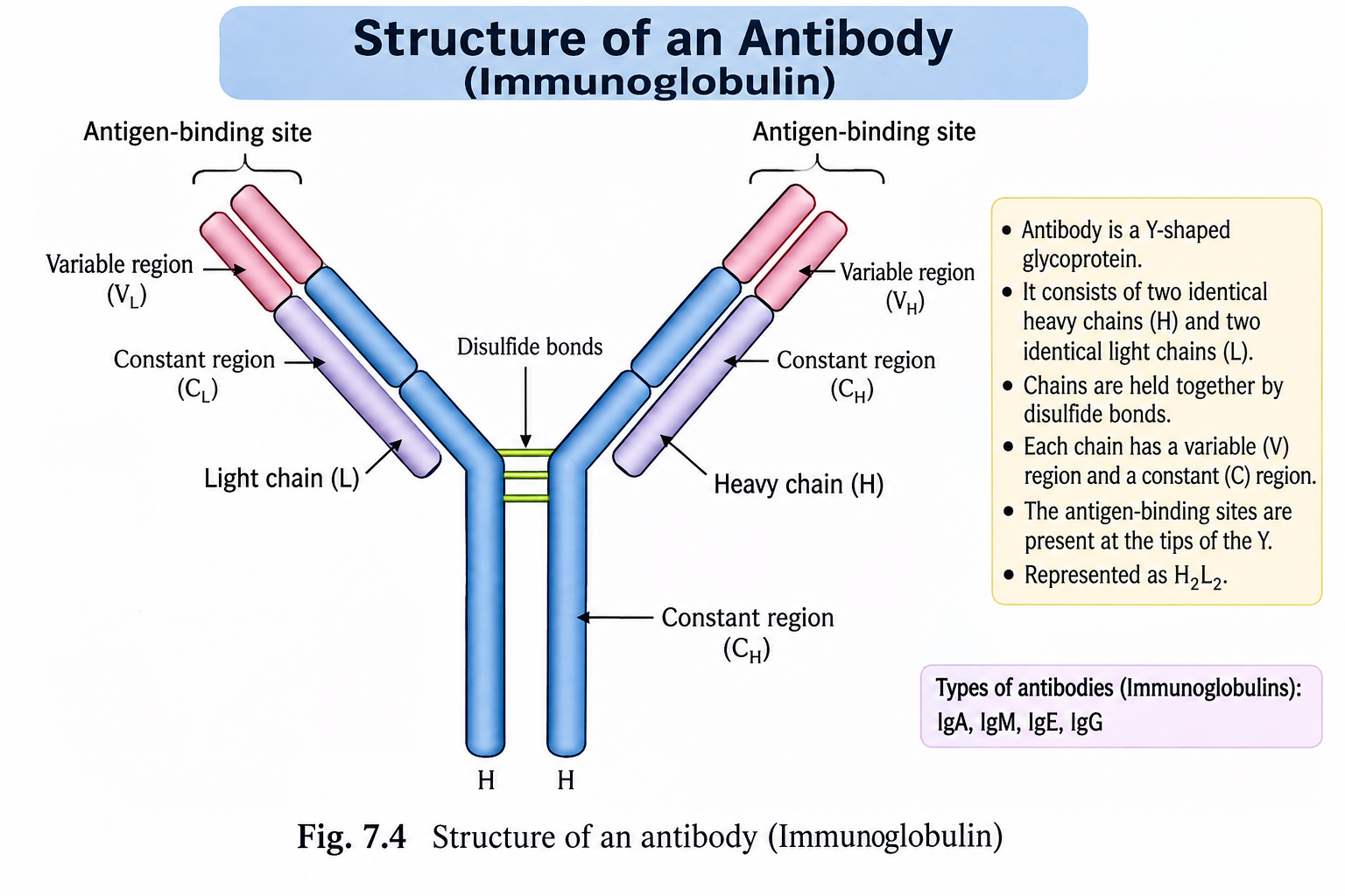 structure-of-antibody