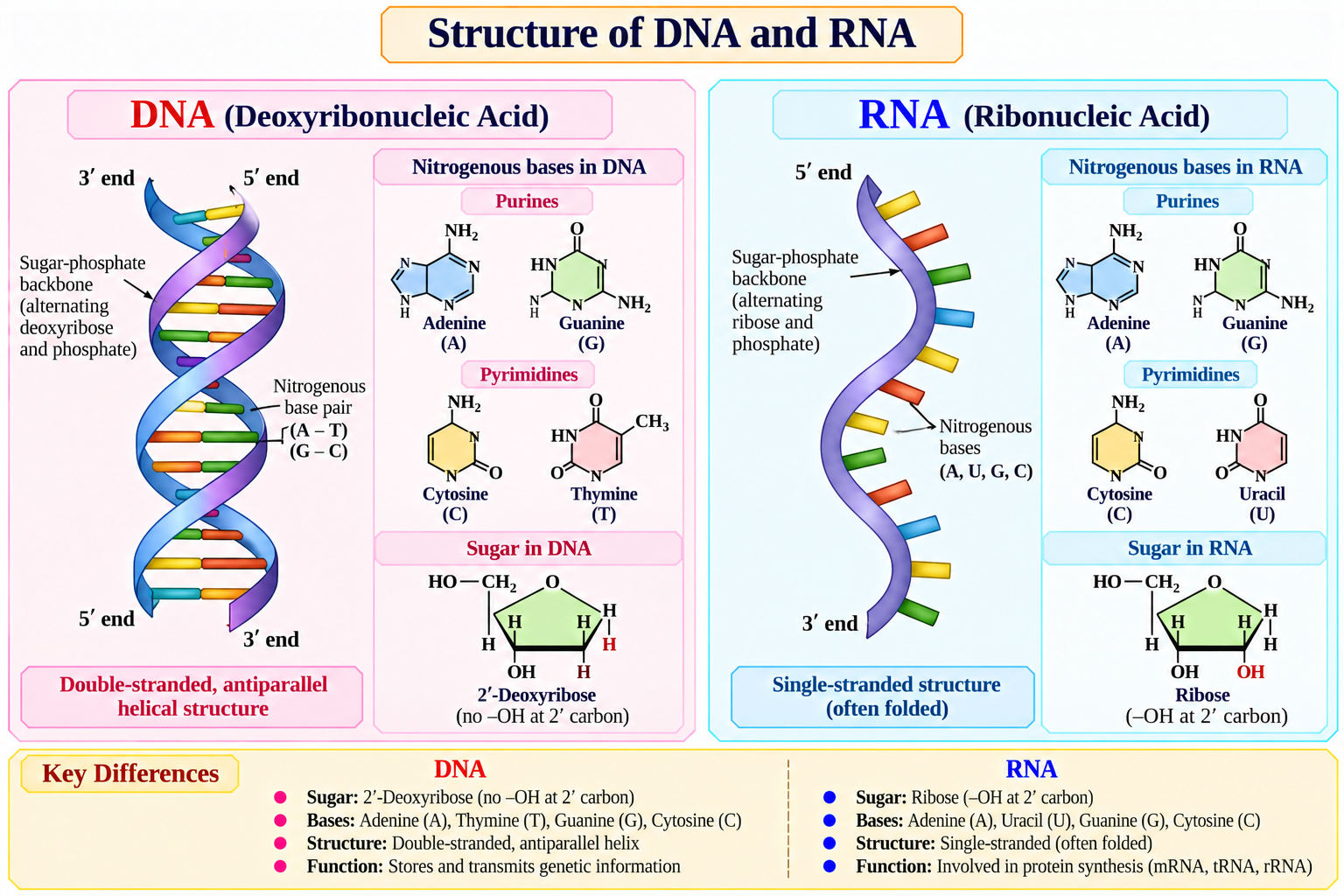 structure-of-dna-and-rna