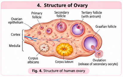 structure-of-ovary