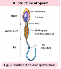 structure-of-sperm