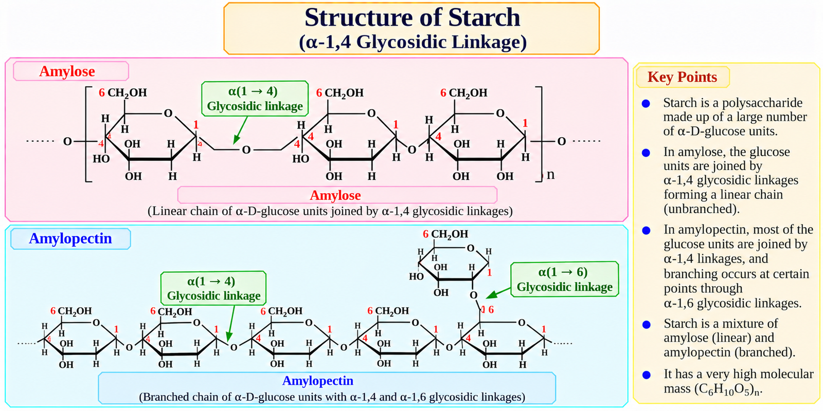 structure-of-starch
