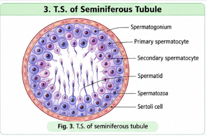 ts-seminiferous-tubule