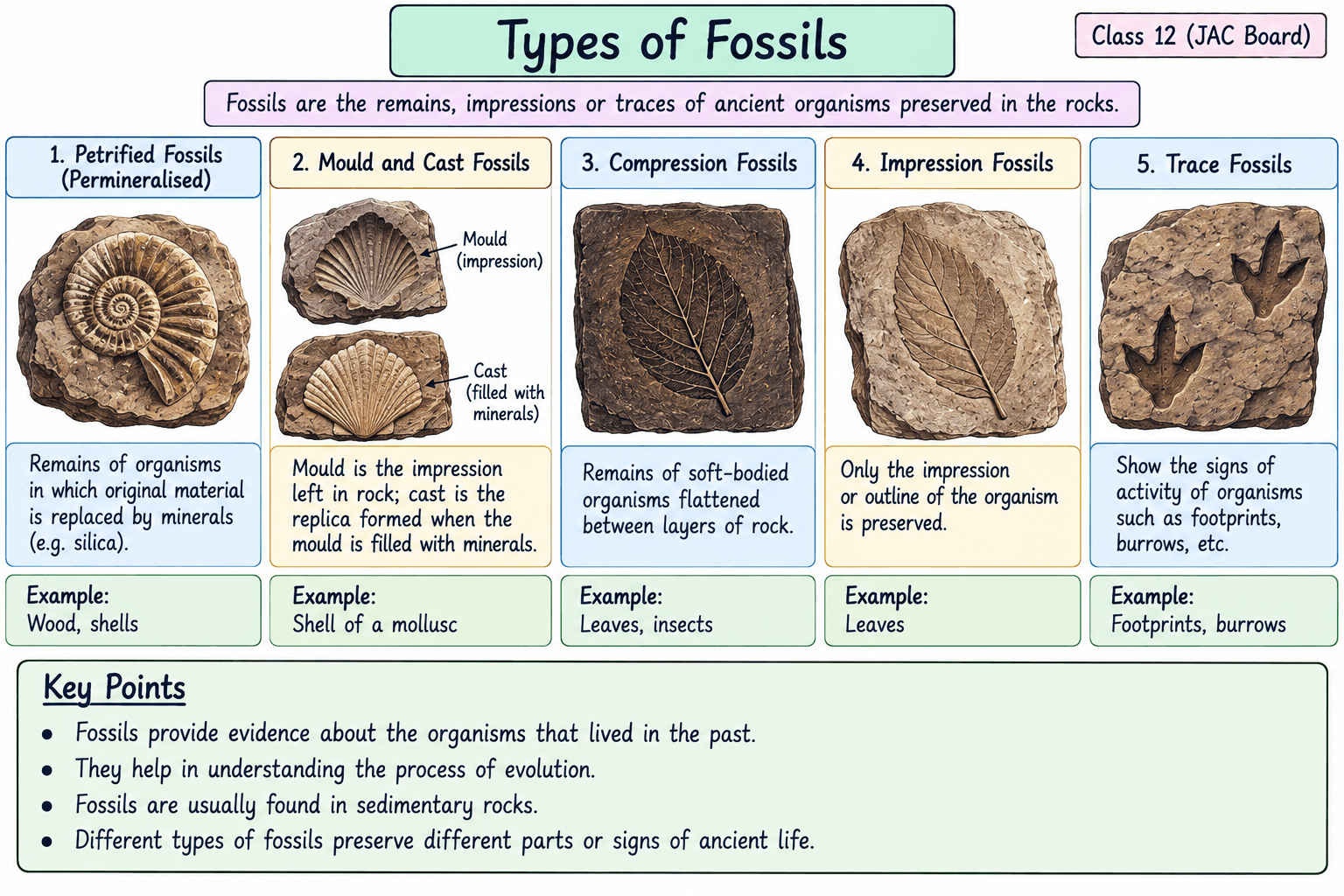 types-of-fossils